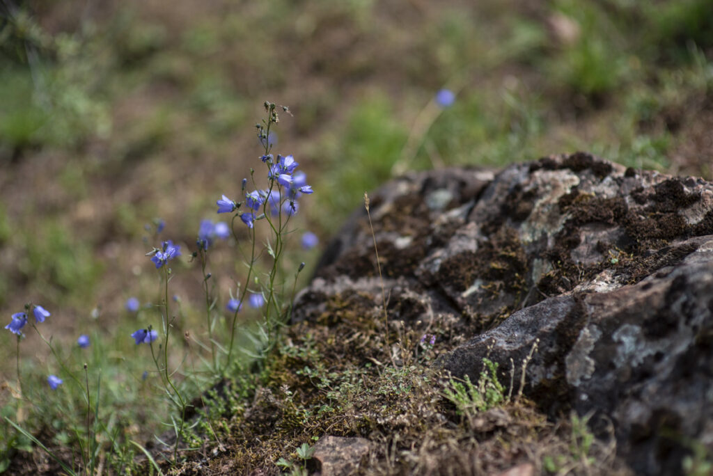 Das Bild zeigt eine Nahaufnahme des zerklüfteten Gesteins der Adorfer Klippe mit rostfarbenen Eisenerz-Ablagerungen auf der grauen Steinoberfläche. Am Rand des Felsens sind kleine lila Blumen zu sehen, die einen lebendigen Farbakzent setzen und die natürliche Schönheit des Ortes unterstreichen. Die Kombination aus rauem Gestein, mineralischen Ablagerungen und zarten Blüten verleiht dem Seelenort am Diemelsee eine besondere Atmosphäre von Wildnis und Lebendigkeit.